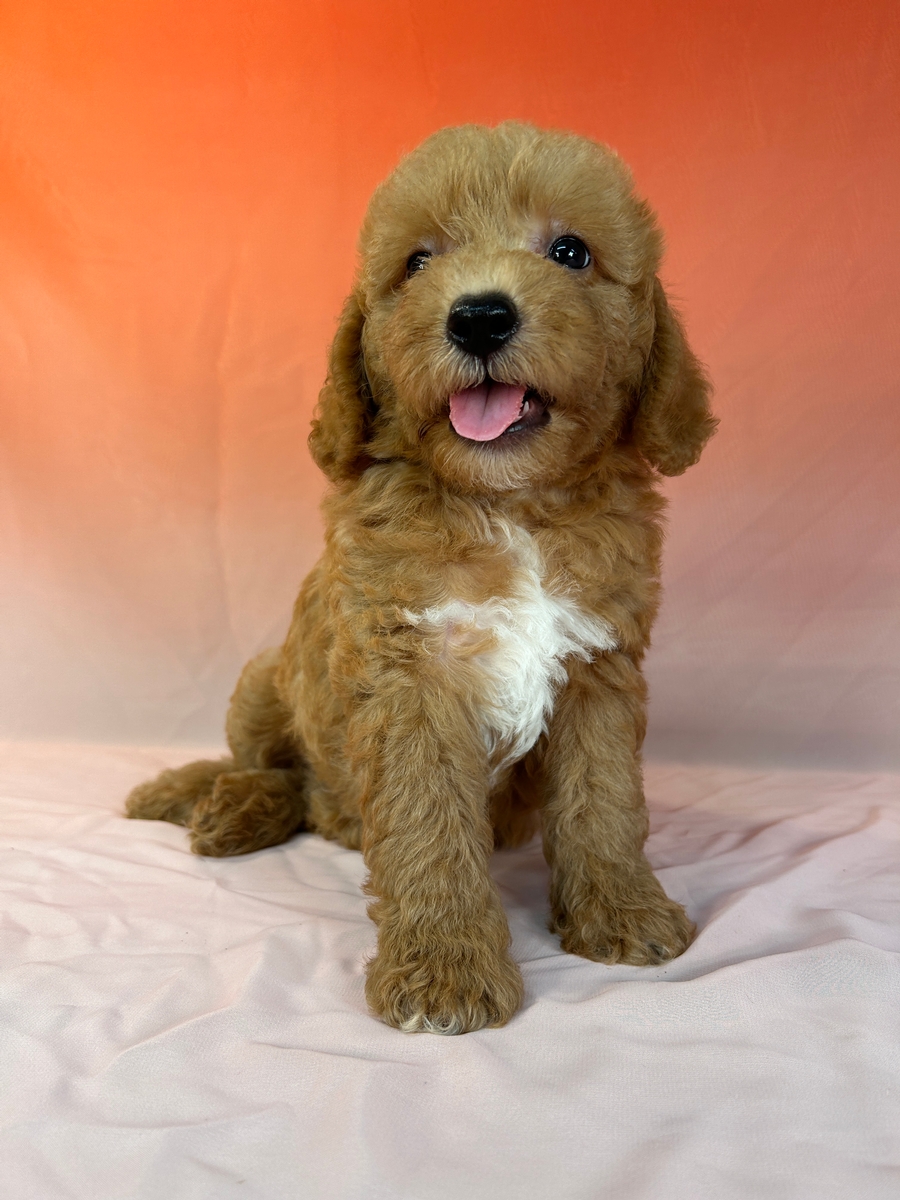 Ready to go now!  Male Miniature Schnoodle Puppy for Sale DOB 6-14-2024 $750